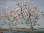 eb_0000_Kirschbaumbluete_auf_Hiddensee eb_0000_Kirschbaumbluete_auf_Hiddensee