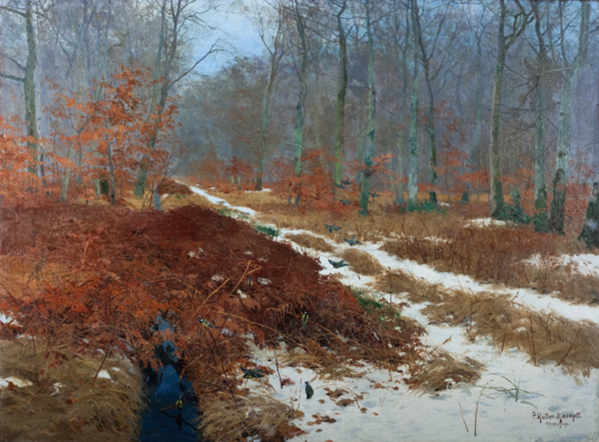 pmk_0000_Waldweg_im_Ahrenshooper_Wald