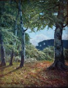 pmk_0000_Sonnenueberflutete_Waldlichtung_im_Darsser_Wald